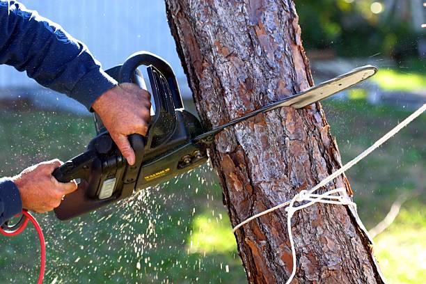 Trusted St Leon, IN Tree Services Experts